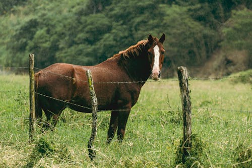 Foto d'estoc gratuïta de cavall, enfocament selectiu, fons de pantalla