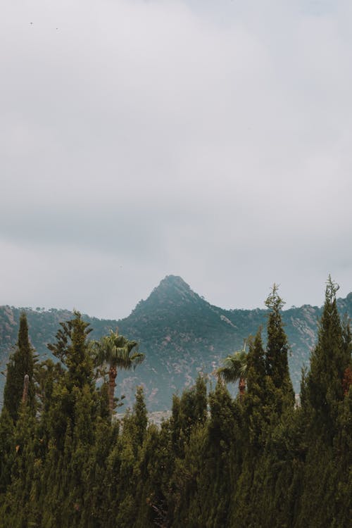 Immagine gratuita di alberi, colline, conifera