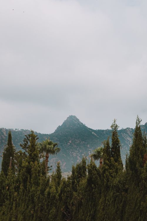 Free Panoramic mountain view with lush conifer and palm trees in Valencia, Spain's picturesque landscape. Stock Photo