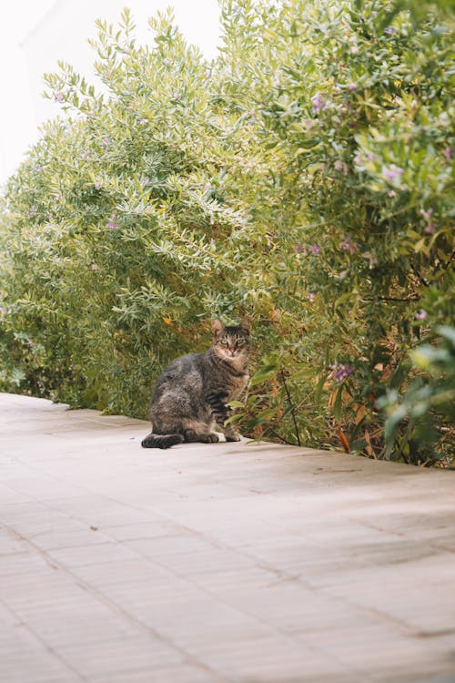 A Cat Sitting on a Pavement 