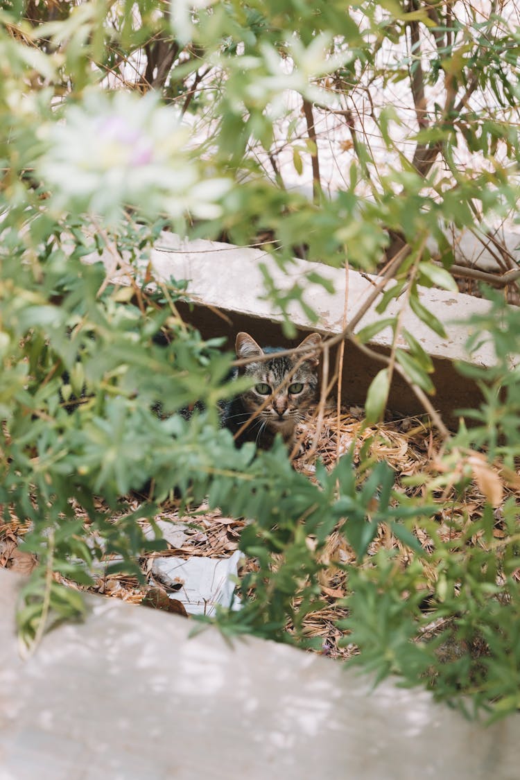 Cat Lurking In The Bush