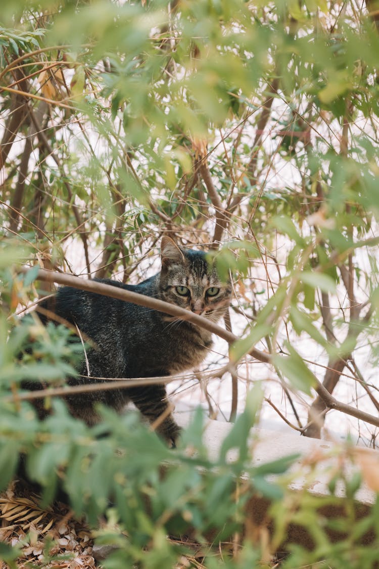 Cat Hiding In A Bush