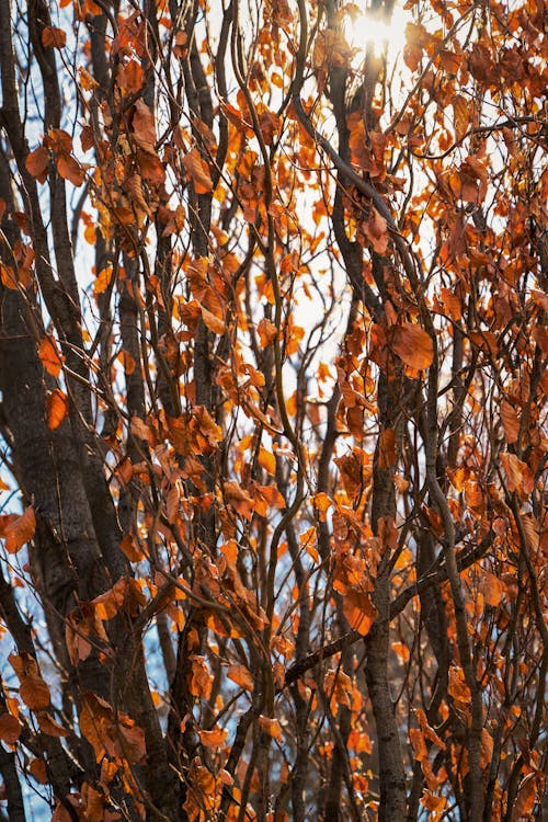 Foto stok gratis cabang, Daun-daun, jatuh