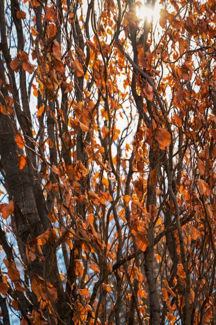 Sunlight filters through dried autumn leaves on a tree, creating a warm, natural scene.