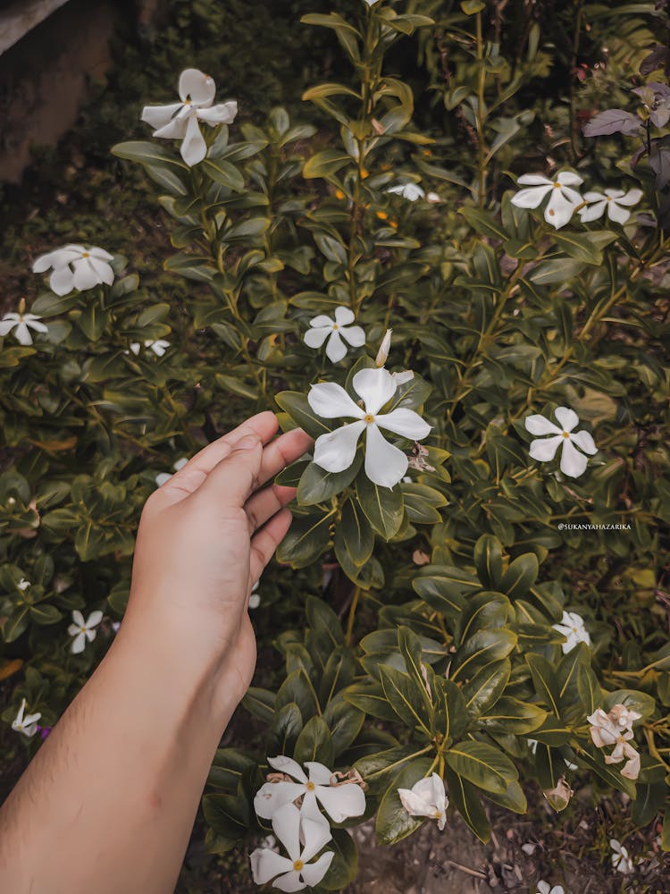 A Person Touching A Flower