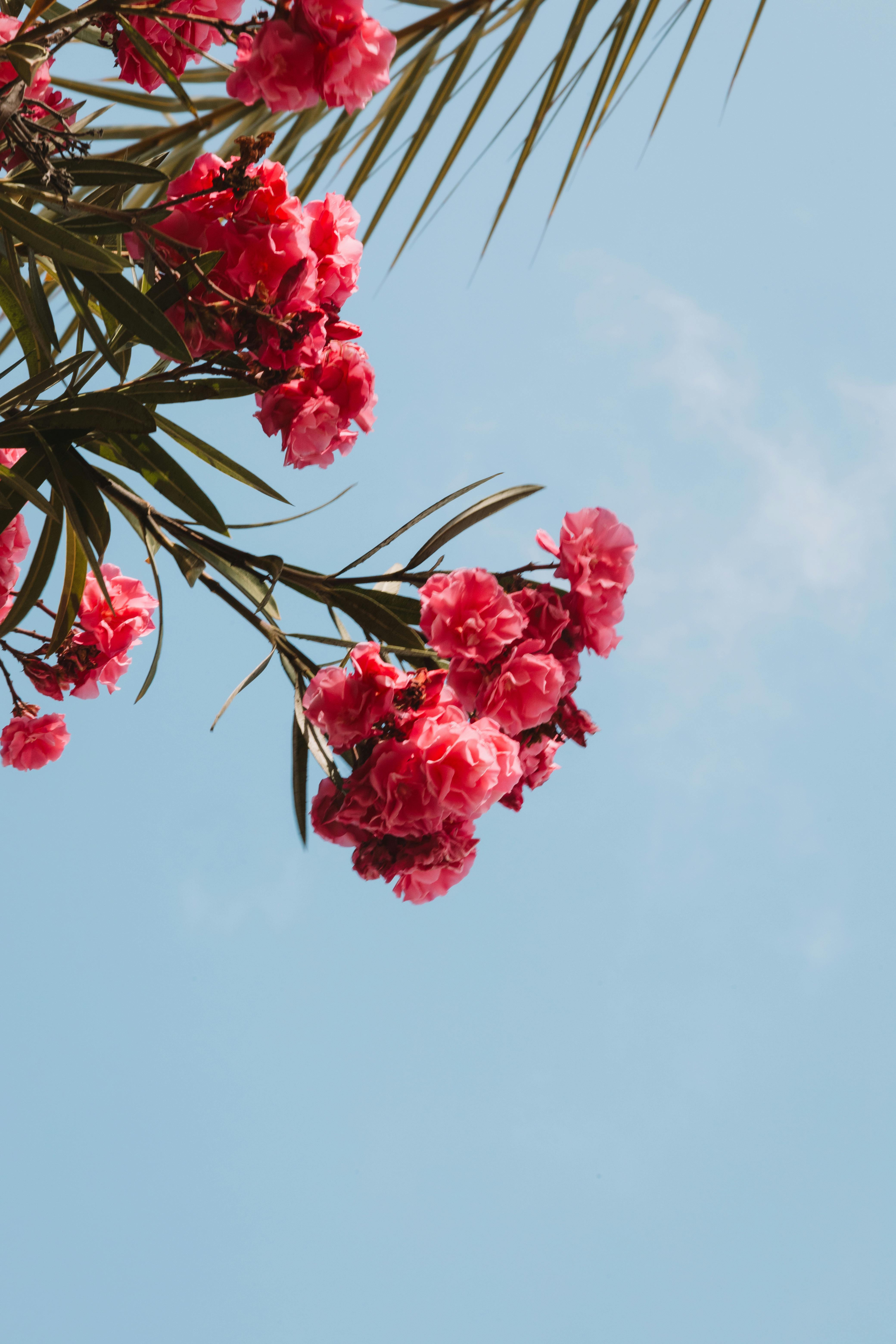 Bright pink oleander flowers against a clear blue sky, capturing Benidorm's sunny essence.