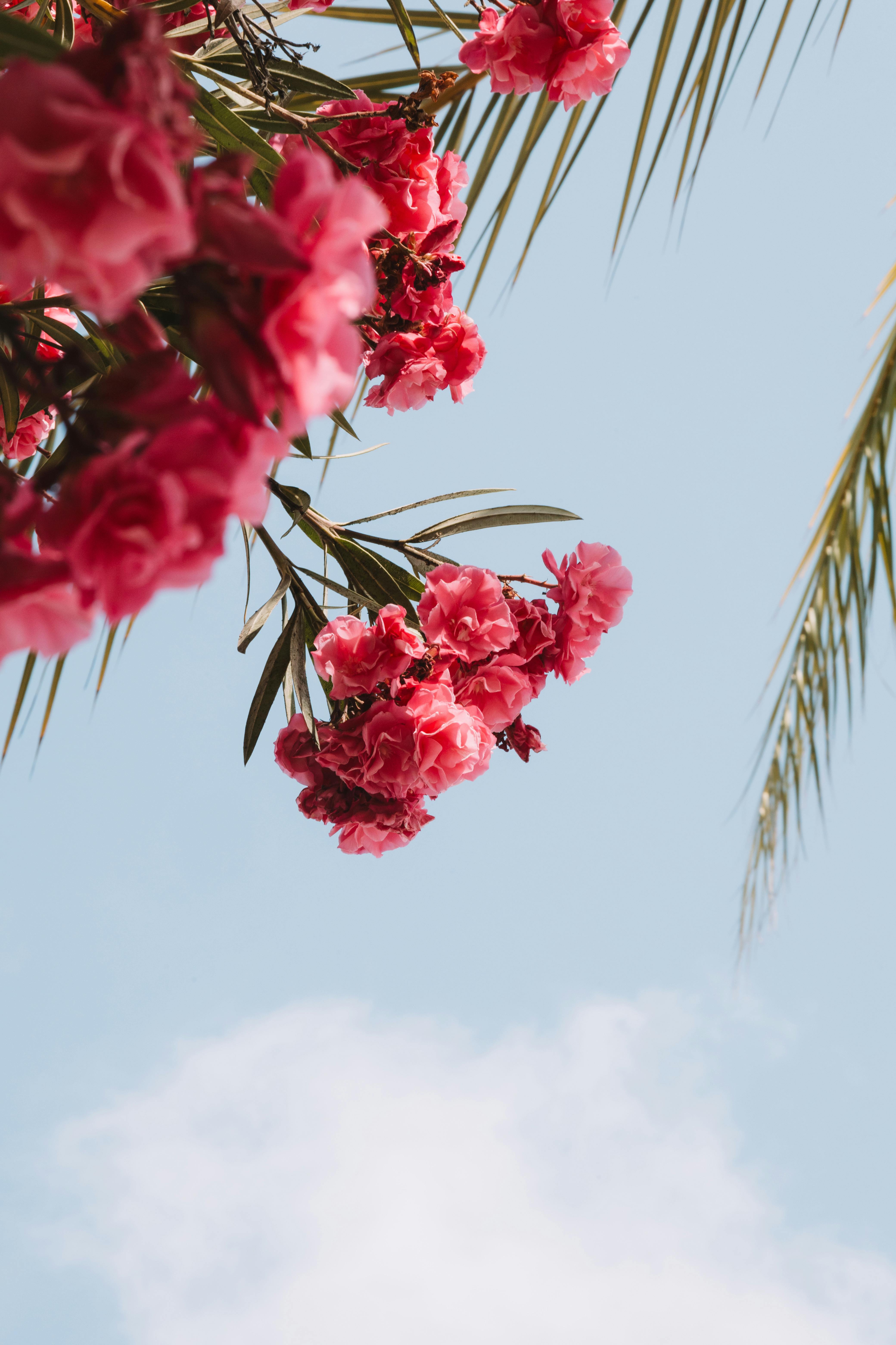 Flowers with the Sky in the Background · Free Stock Photo, image size:4160x6240