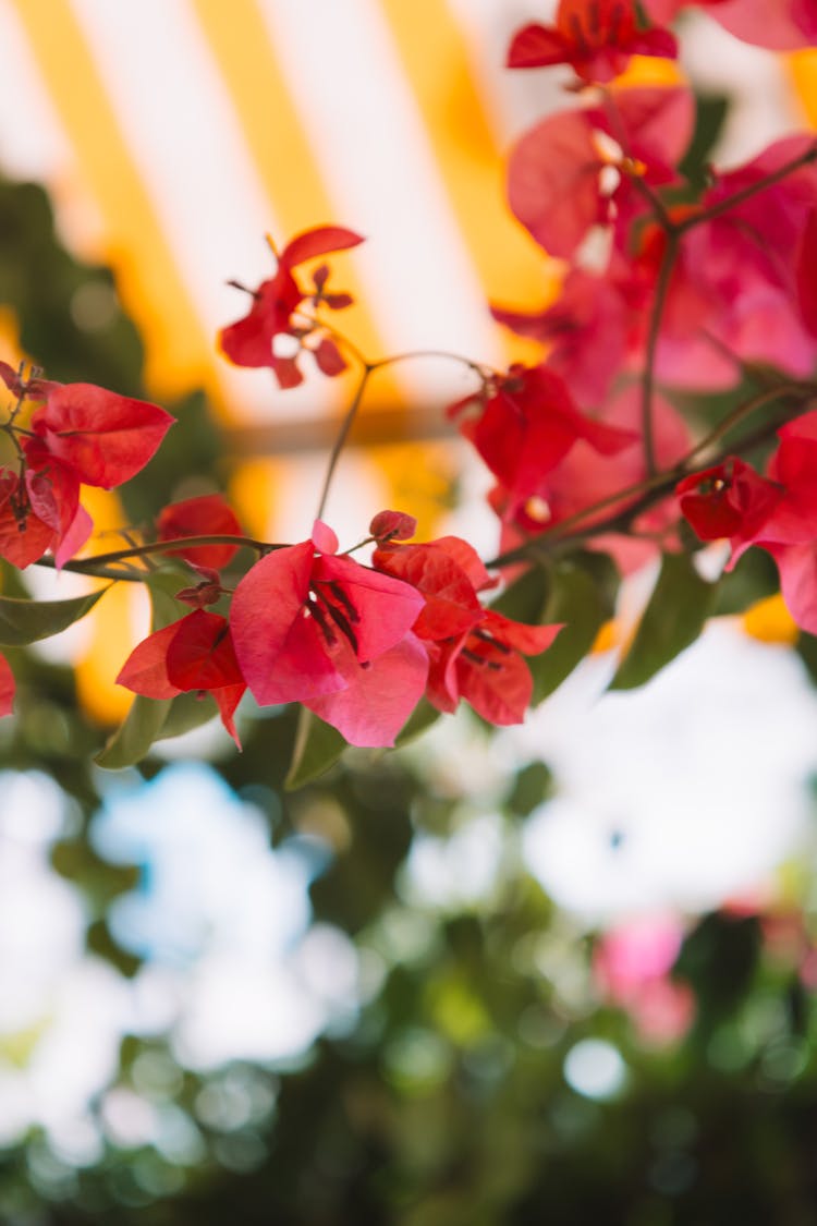 Pink Bougainvillea Flowers