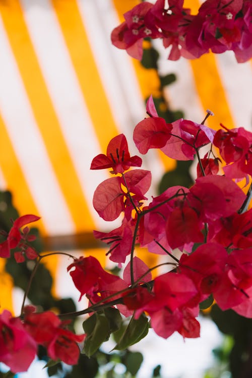무료 꽃, 봄, 수직 쐈어의 무료 스톡 사진
