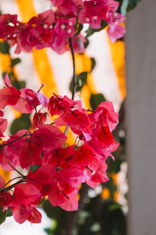Free Close-up of pink bougainvillea flowers in a Benidorm garden, showcasing spring beauty. Stock Photo