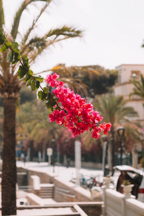 Kostnadsfri bild av anläggning, blomning, bokeh