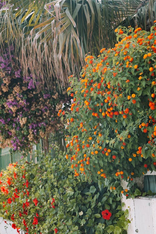 Fotos de stock gratuitas de arbustos, crecimiento, flores