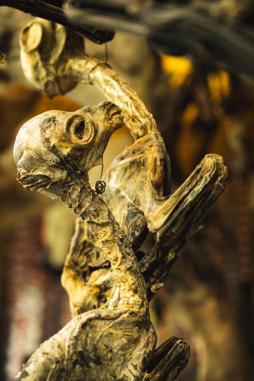 Free Intricate close-up of an animal skeleton figurine with a focus on texture. Stock Photo