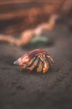 Close-up of a hermit crab on sandy Ayampe beach, Ecuador, showcasing intricate shell details.