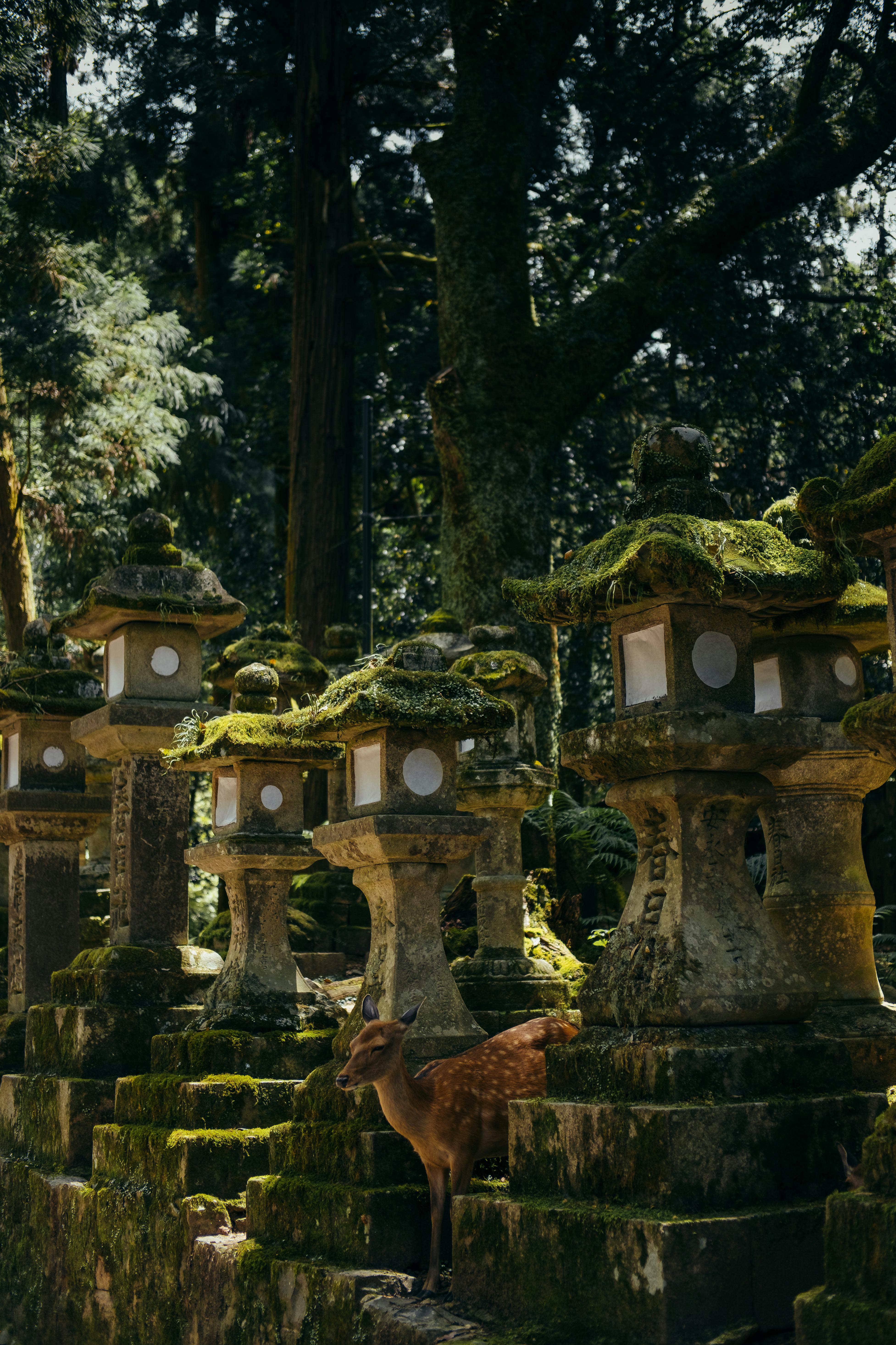 Serene forest setting with moss-covered stone lanterns and a deer at a Japanese shrine.