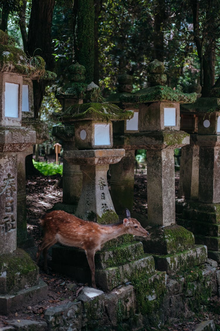 Deer Fawn On Cemetery