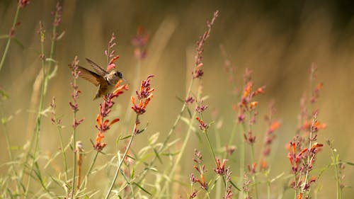 Základová fotografie zdarma na téma fotografie divoké přírody, fotografování zvířat, kolibřík