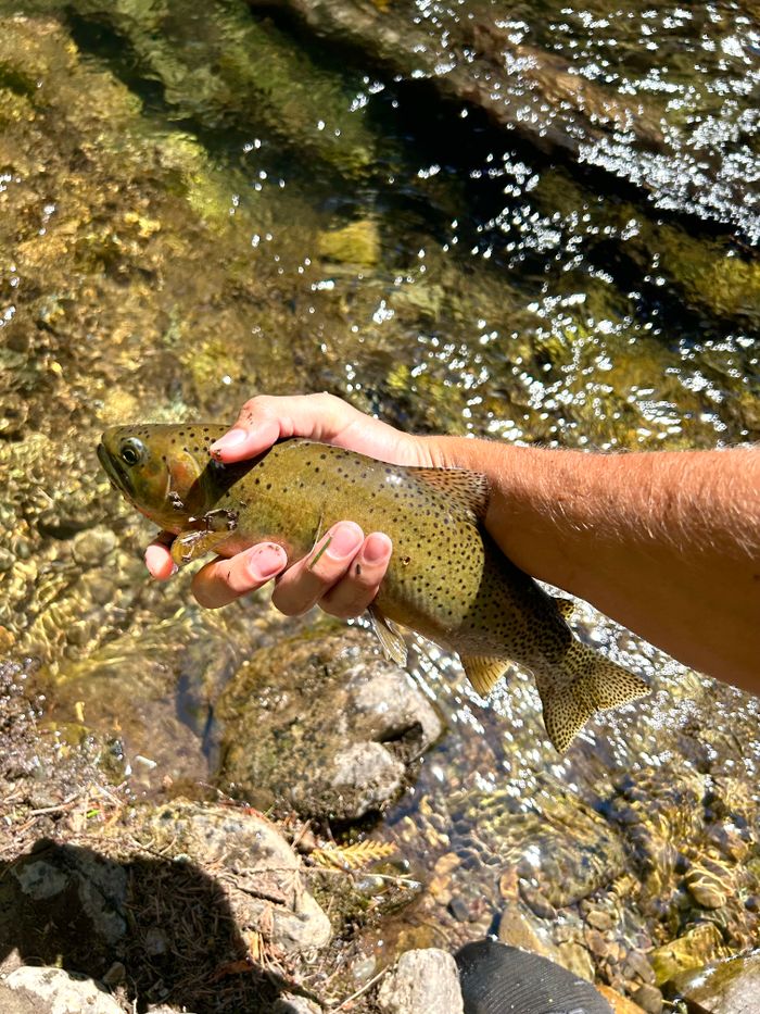 Native trout held just above the water before release