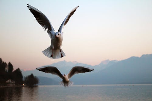 Free stock photo of flying, mountain