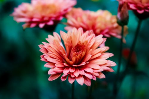 Ilmainen kuvapankkikuva tunnisteilla 4k taustakuva, kauniit kukat, kukkakimppu
