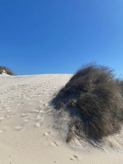 Free Footprinted sand dune with grasses under a clear blue sky on a sunny day. Stock Photo