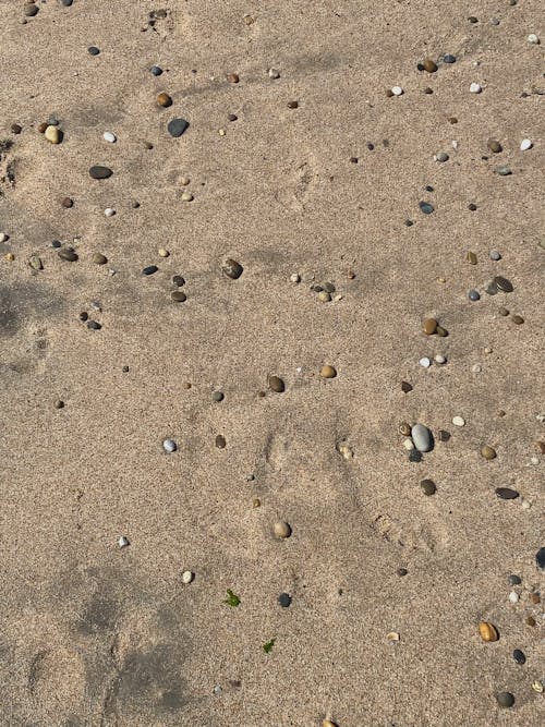 Foto profissional grátis de areia, chão, conchas