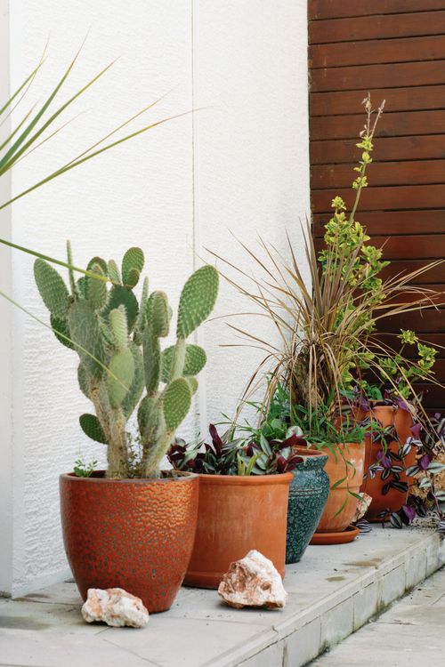 Free A vibrant collection of potted cacti and succulents arranged outdoors against a wooden backdrop. Stock Photo