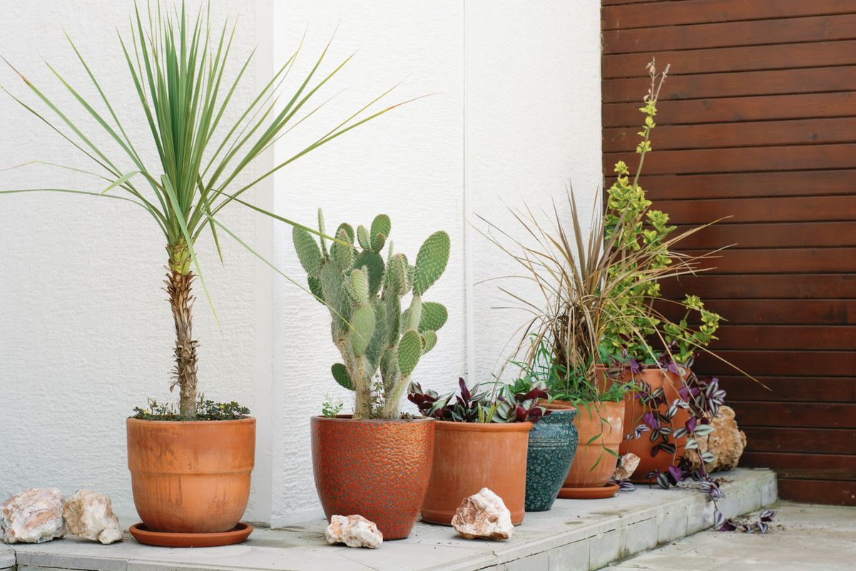 A cluster of terracotta and glazed pots at different heights with a mix of plant textures