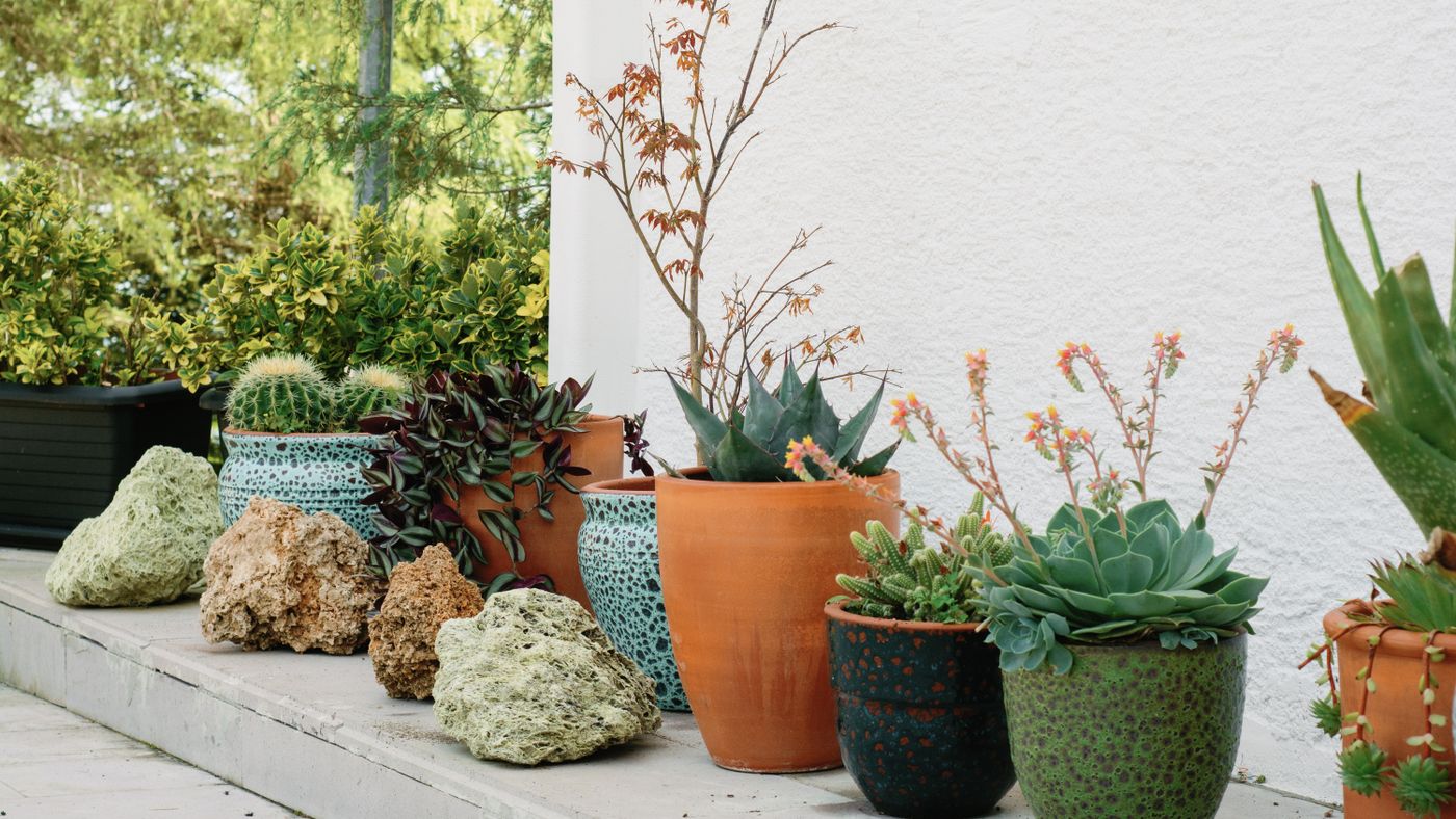 Container Gardening: How I Turned a Bare Balcony Into a Garden