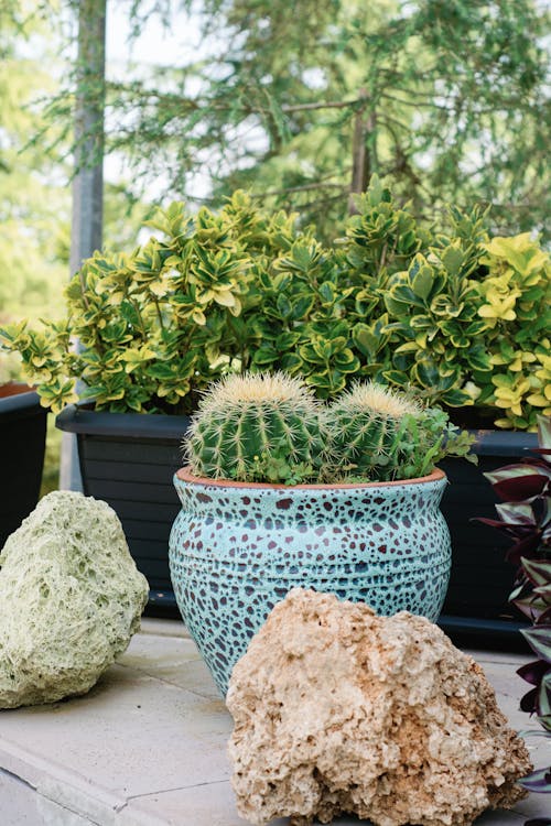 Cactus in a Pot in Garden