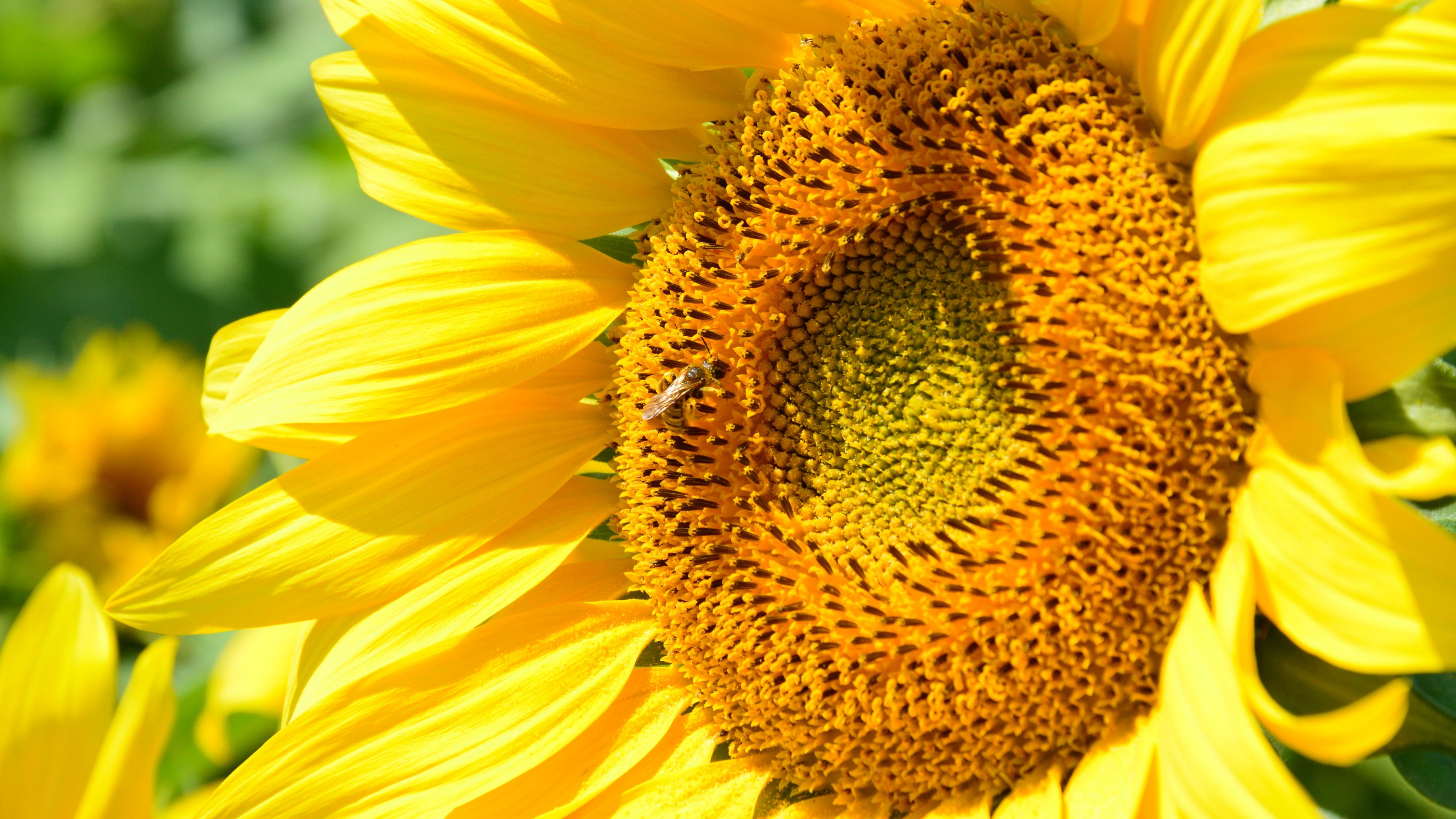 Vivid close-up of a sunflower with a bee in Varennes-sur-Allier, France.