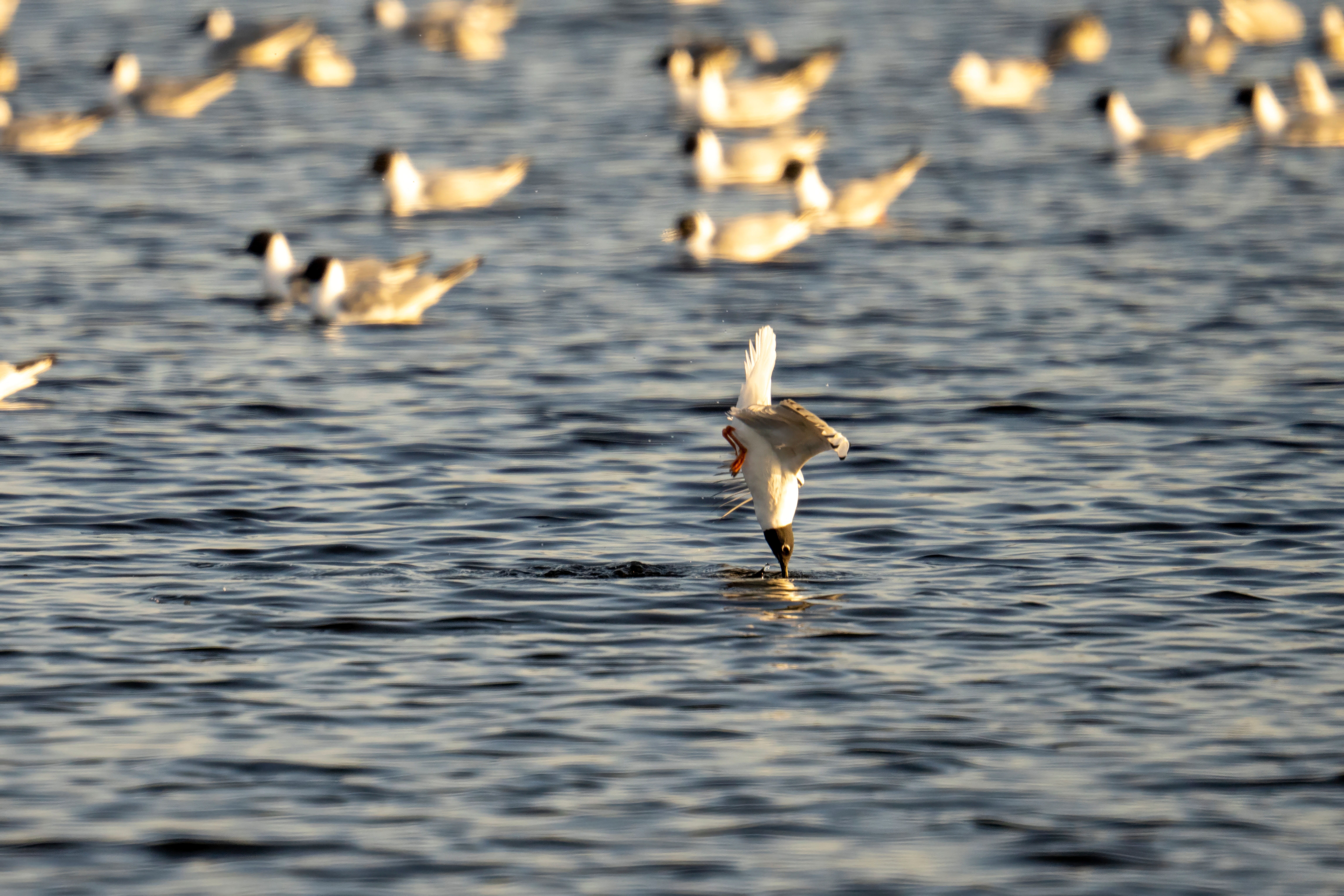 birds dive head first