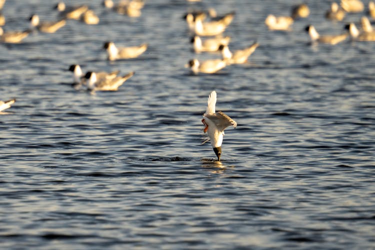 Hunting Black-Headed Gull