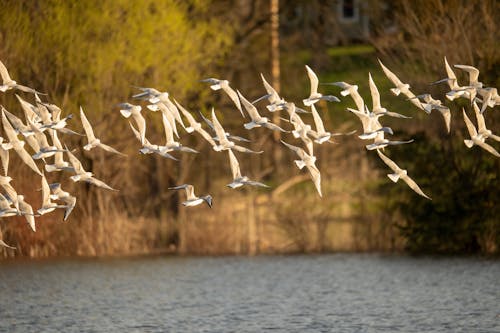 Imagine de stoc gratuită din avion, fotografie cu animale sălbatice, fotografie de animale