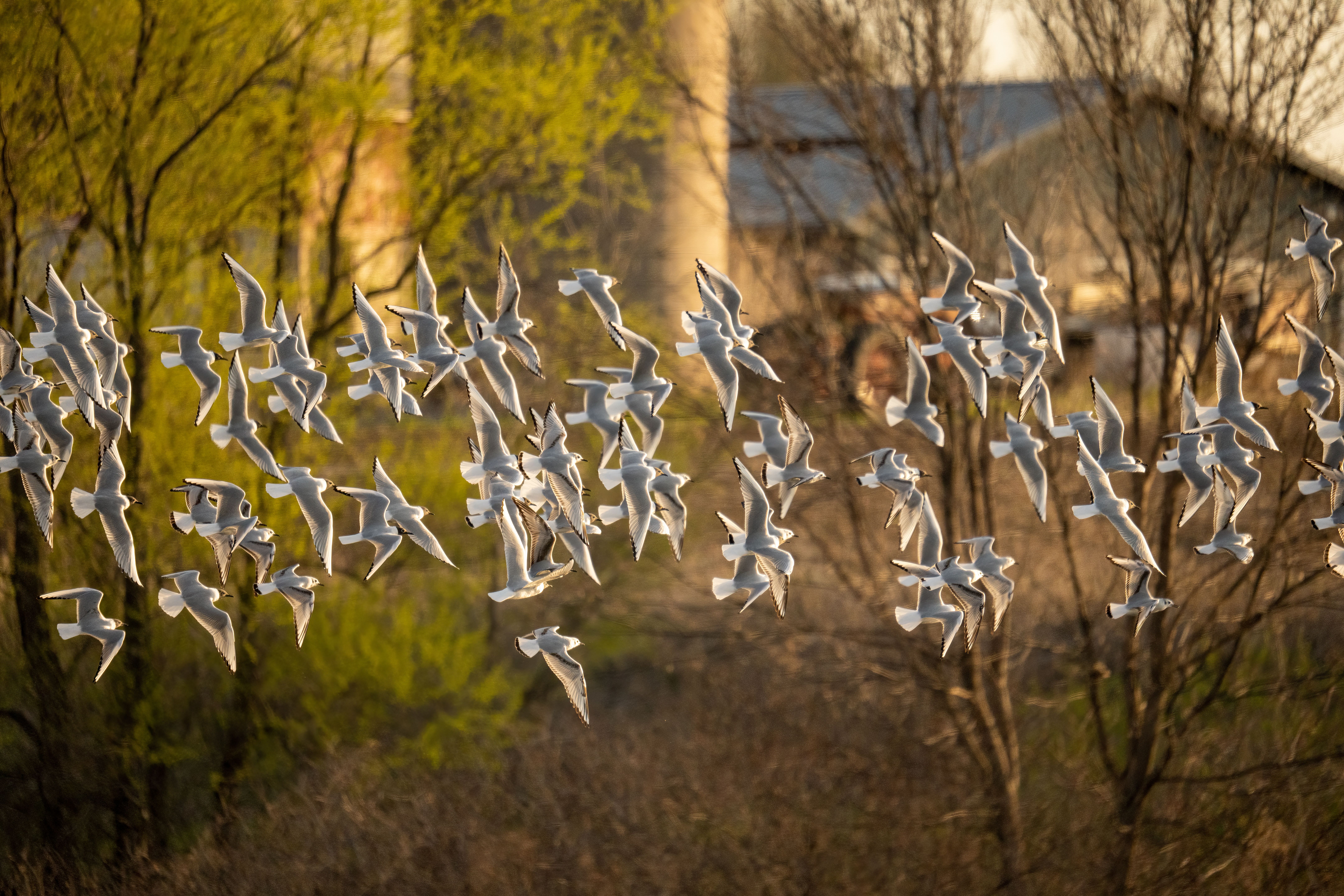 Whiteside County internal Flock investigation raises concerns on controversial tech