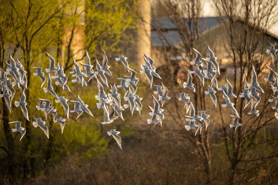Whiteside County internal Flock investigation raises concerns on controversial tech Whiteside County internal Flock investigation raises concerns on controversial tech
