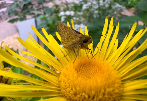 Základová fotografie zdarma na téma chlupatý, kytka, motýl