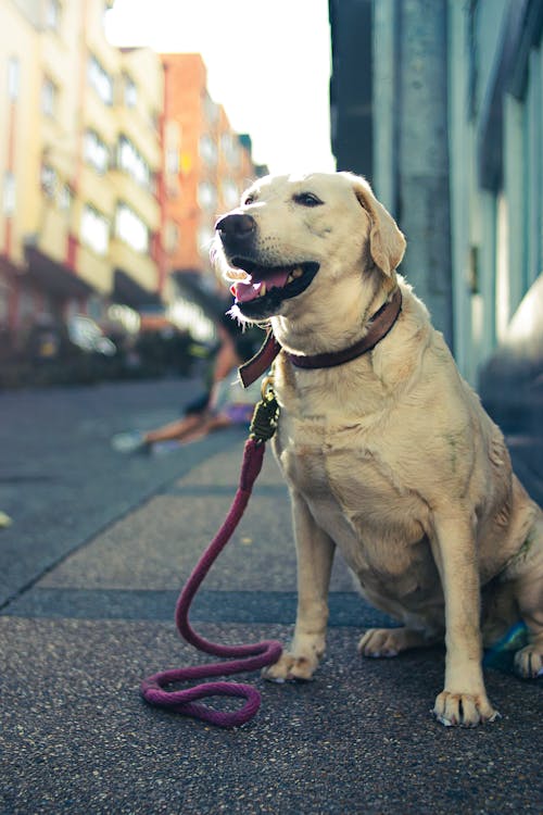 城市摄影, 壁纸, 家养宠物狗 的 免费素材图片