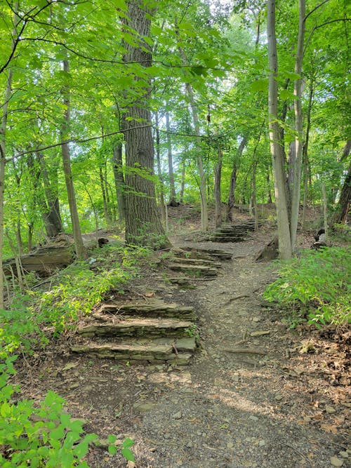 View of a Pathway between Green Trees in a Forest