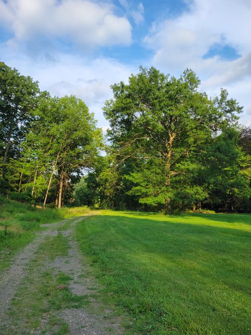 Free A scenic view of a green path winding through a vibrant forest under a clear blue sky. Stock Photo