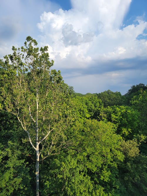 Green Trees in Forest