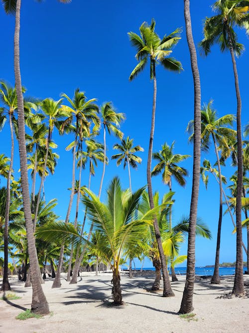 View of a Beach with Palm Trees under Blue Sky 