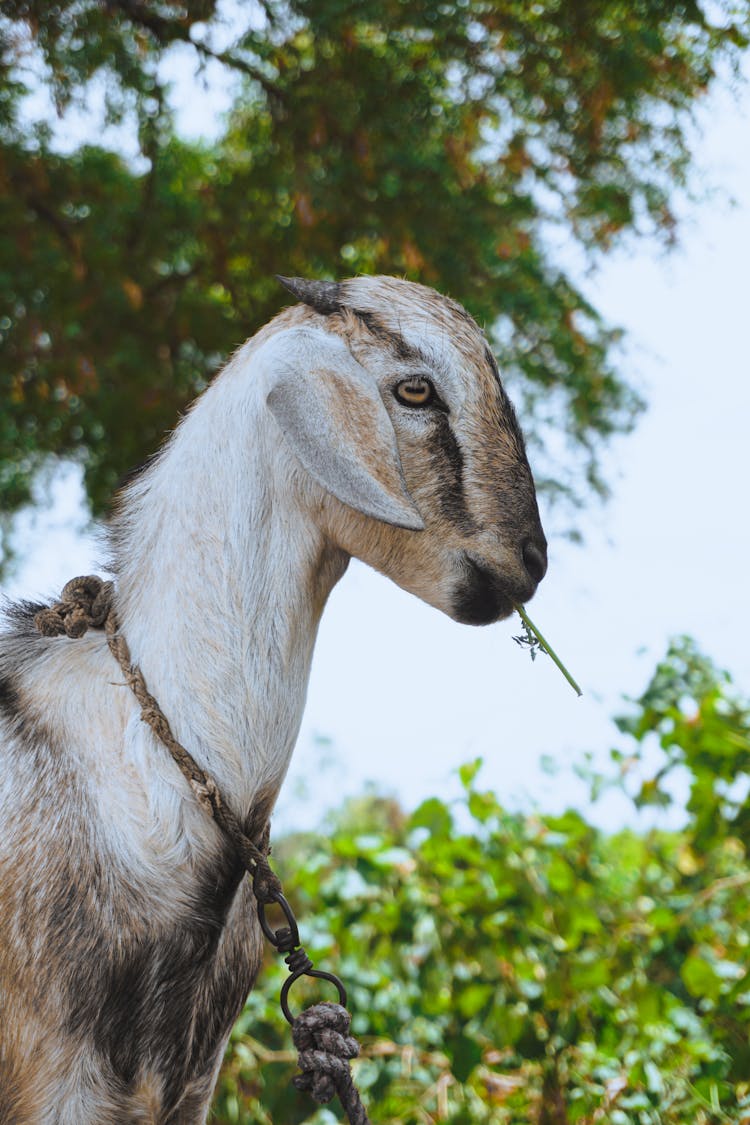 Goat Eating Grass