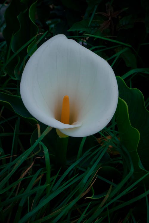 Flower of Calla Lily