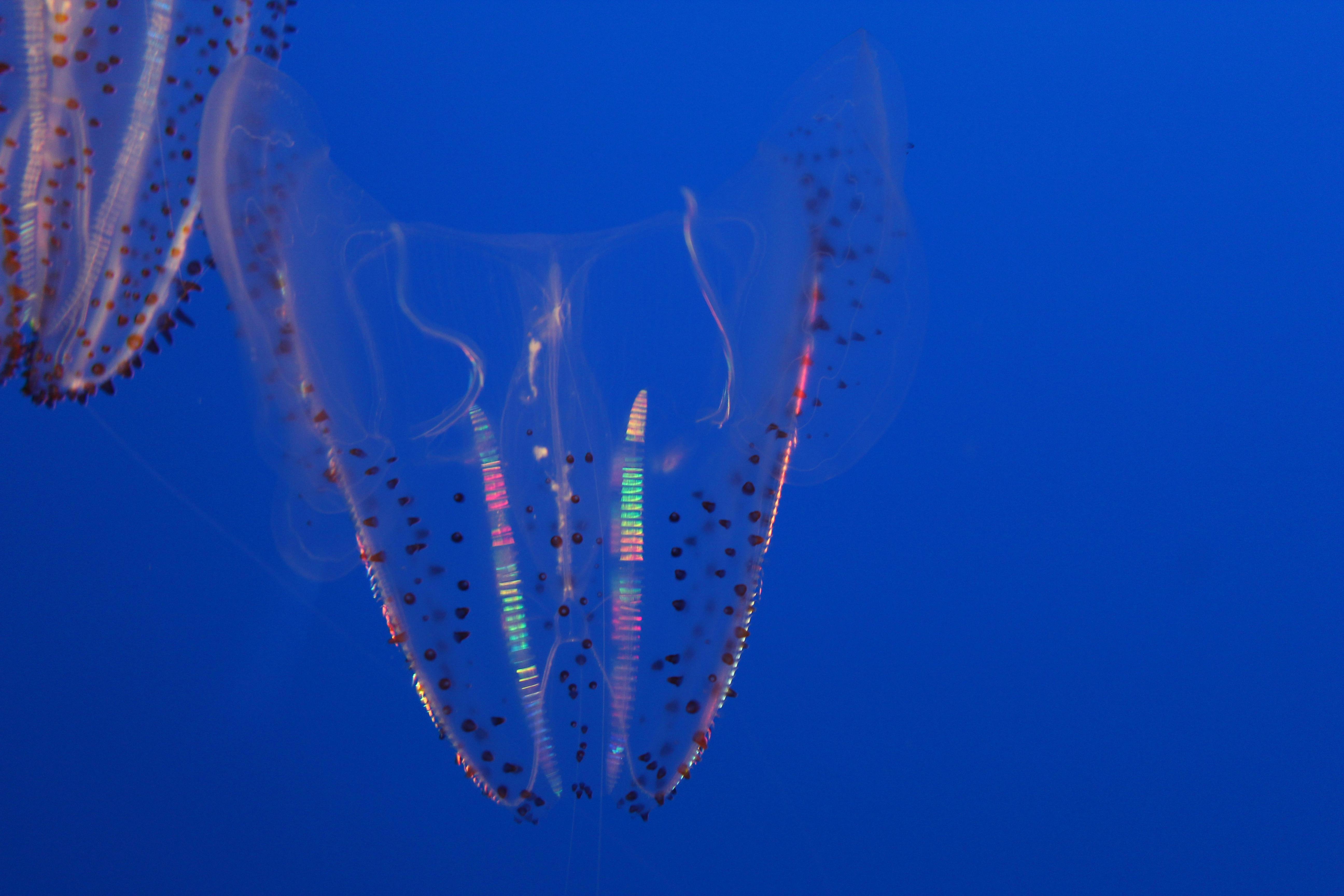 Free stock photo of deep ocean, jellyfish, ocean