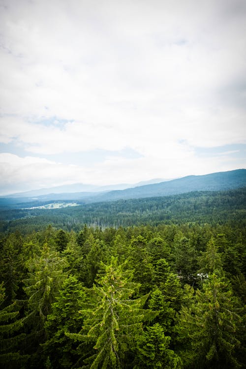 Green Trees Under White Clouds and Blue Sky