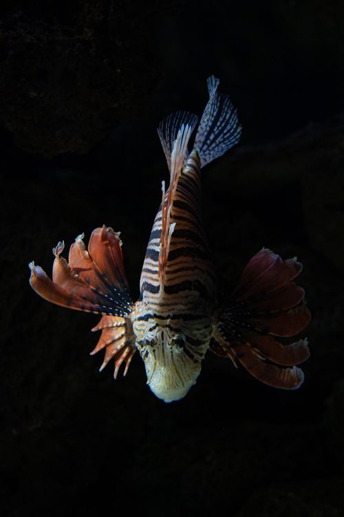 Free Magnificent red lionfish gracefully floating against a dark background emphasizing its vivid colors. Stock Photo