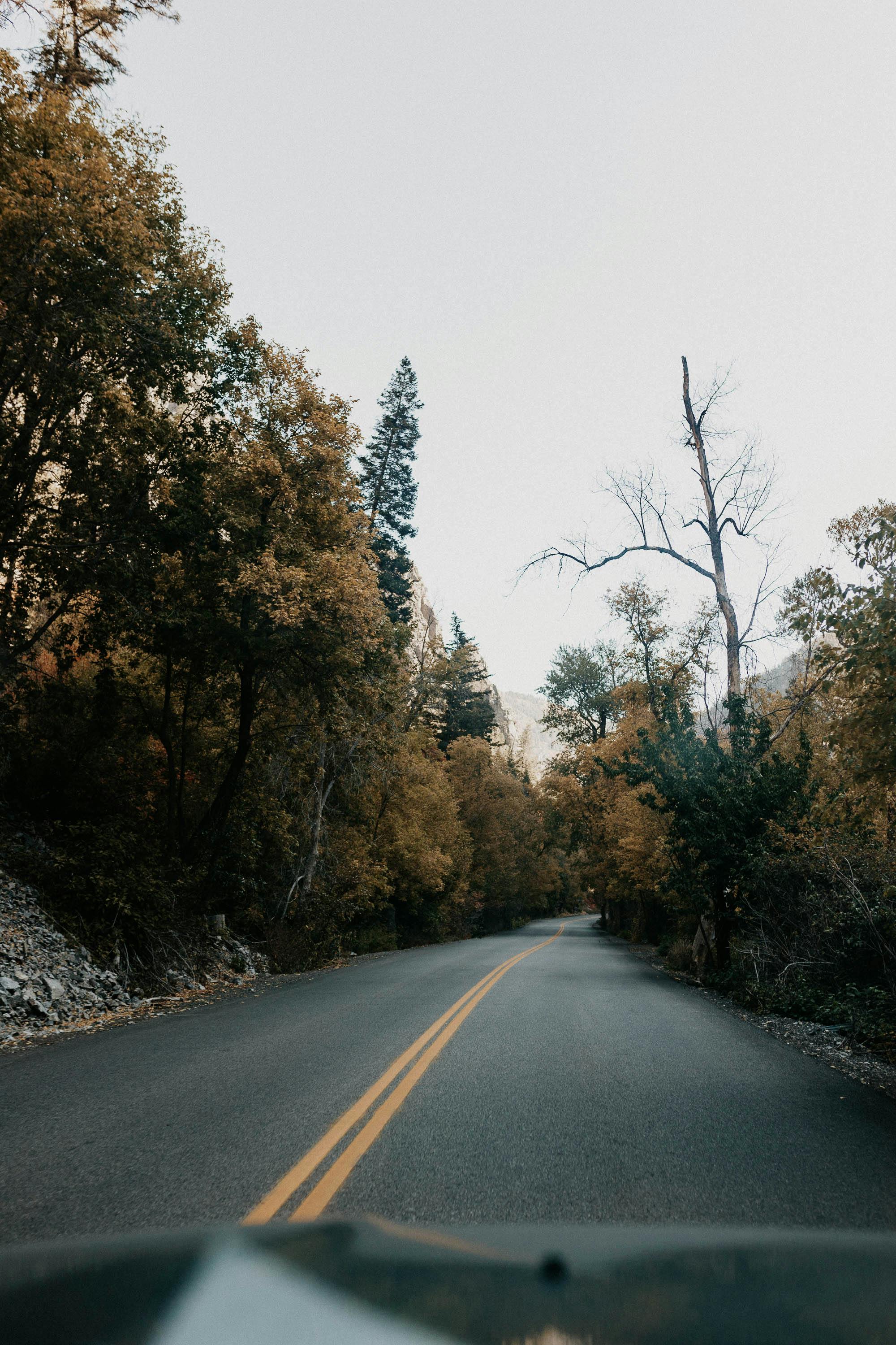 Beautiful winding road through coniferous forest in American Fork, Utah, during fall.