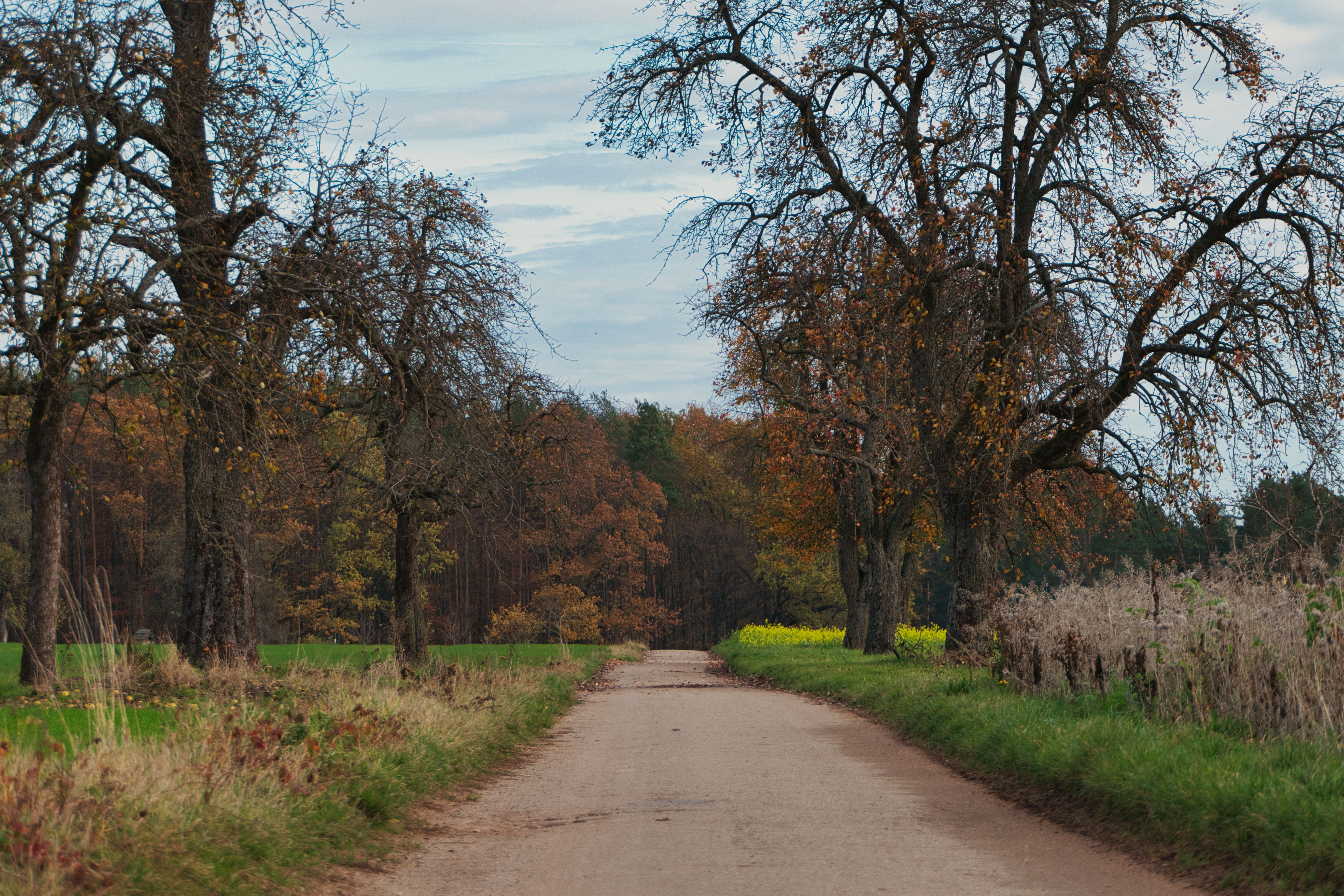 A Road between Trees and Meadows in the Countryside in Autumn · Free ...