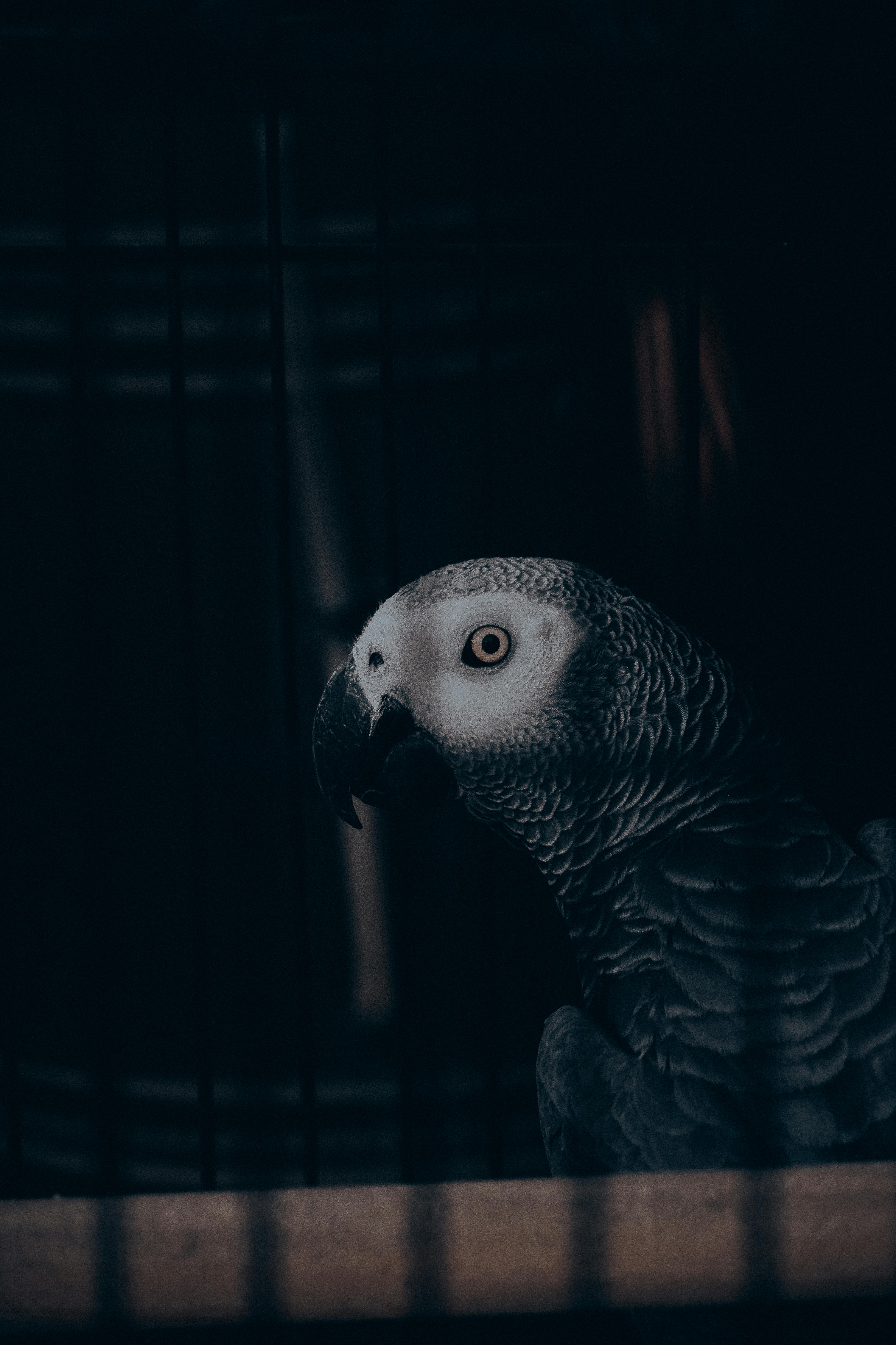 A grey parrot in a cage